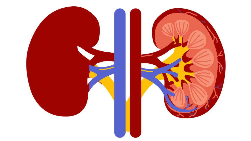 Metabolic therapy session aimed at addressing inflammation and mitochondrial dysfunction in chronic kidney disease patients.