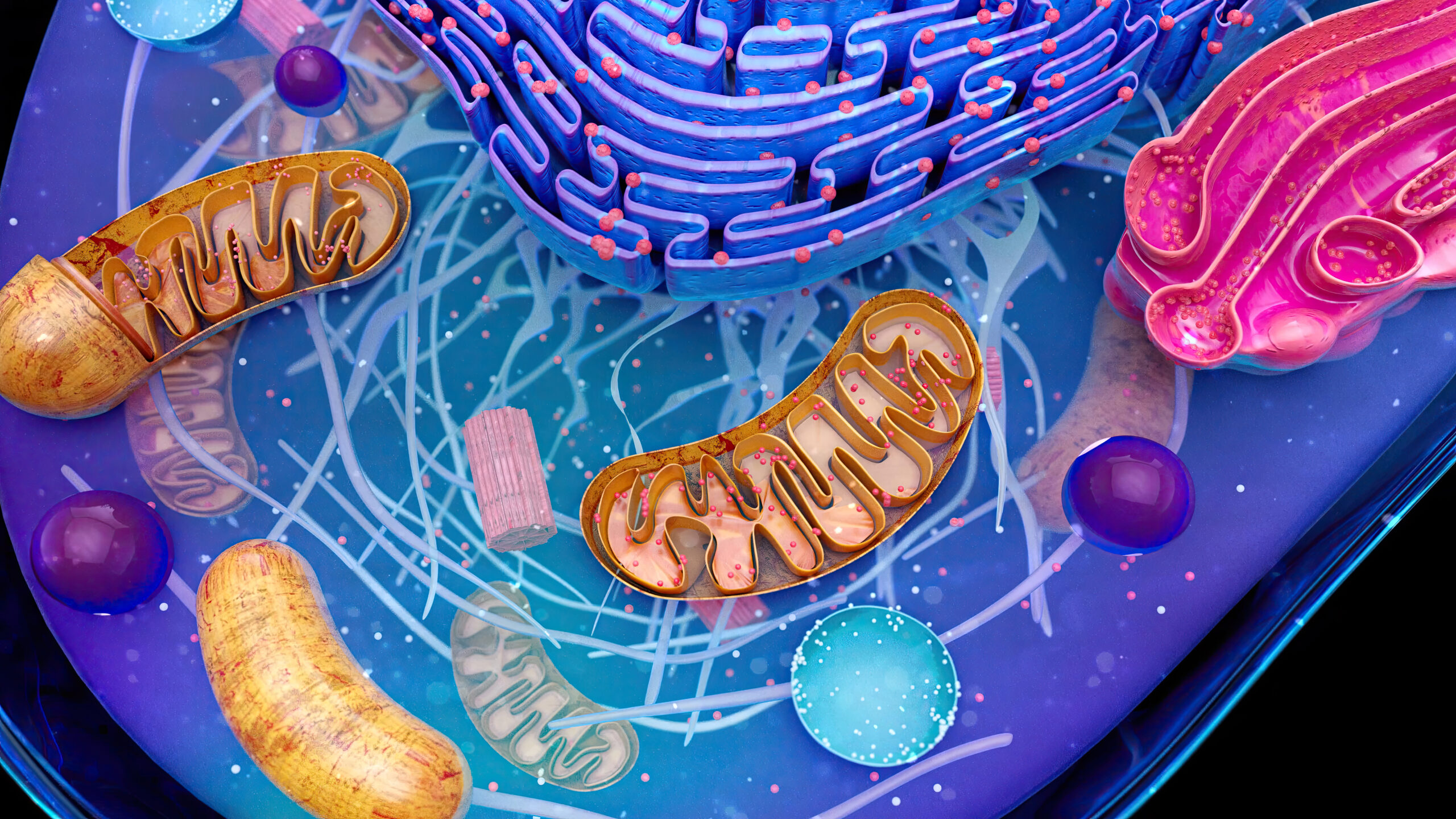 mitochondrial dysfunction