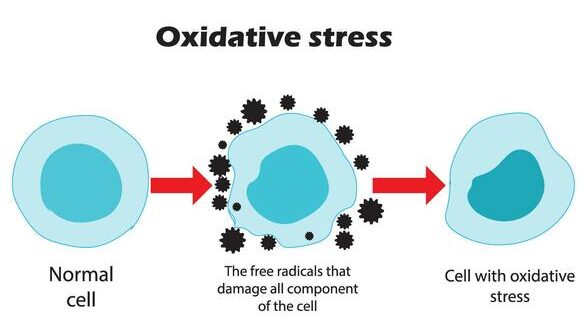 oxidative stress impact on cellular ageing